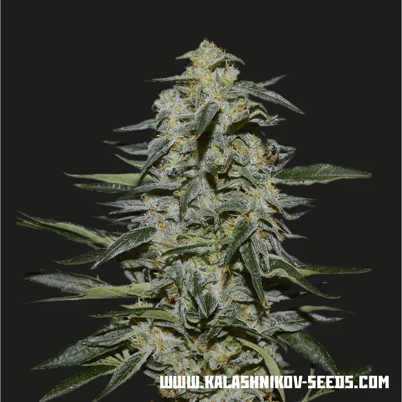 Katyusha van Kalashnikov Seeds