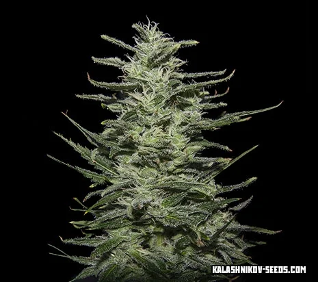 Amnesia Molotov van Kalashnikov Seeds