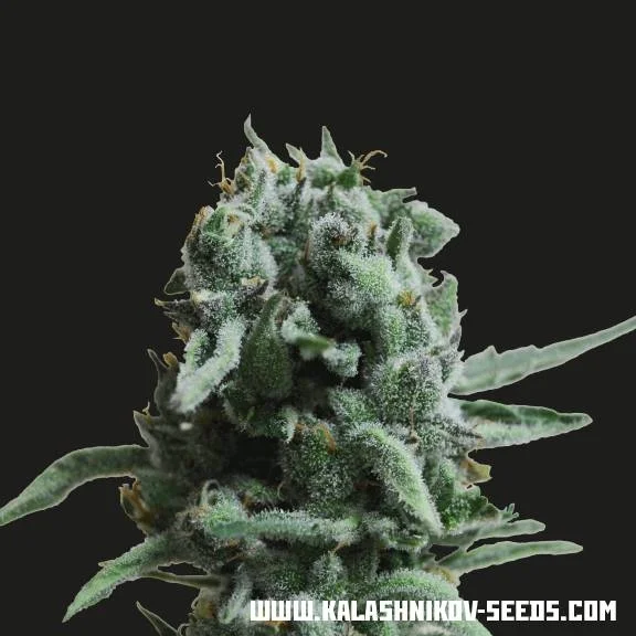 White Widow 47 van Kalashnikov Seeds