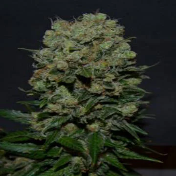 Kalashnikov Express van Kalashnikov Seeds