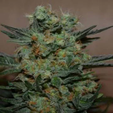Baikal Express van Kalashnikov Seeds