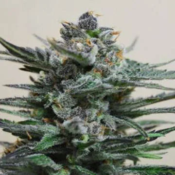 Blue Acid van Kalashnikov Seeds