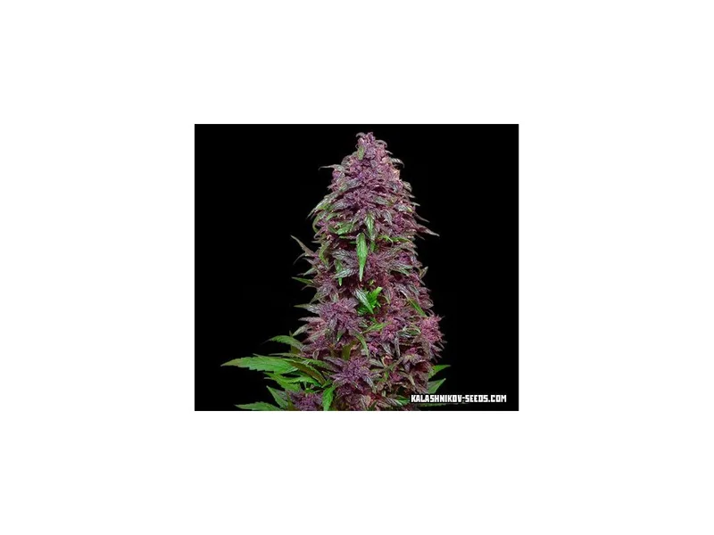 Purple Mazar van Kalashnikov Seeds
