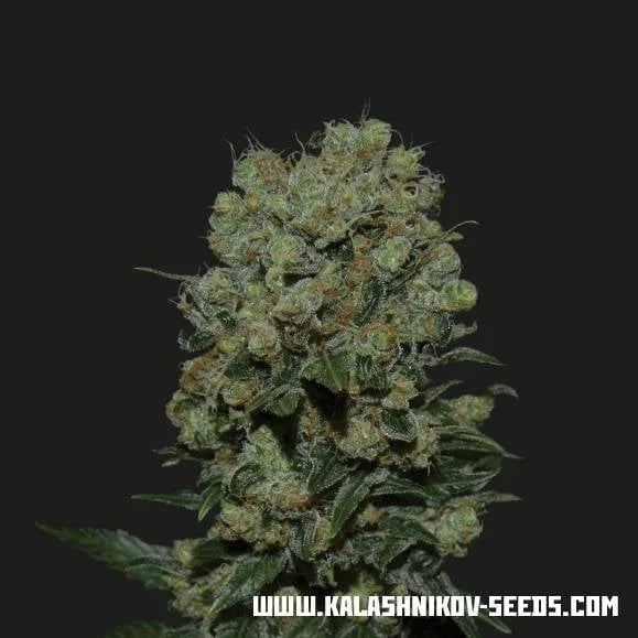 Kalashnikov Express van Kalashnikov Seeds