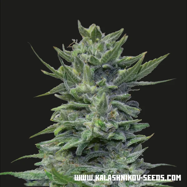 Lavanda Cream van Kalashnikov Seeds