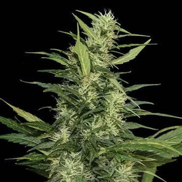 Amur Giant van Kalashnikov Seeds