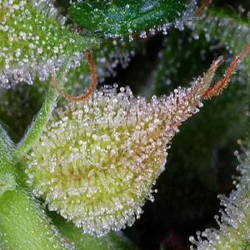 Exocet Haze van Kaliman Seeds