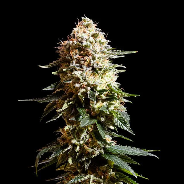 La Blanca van Kannabia Seed Company