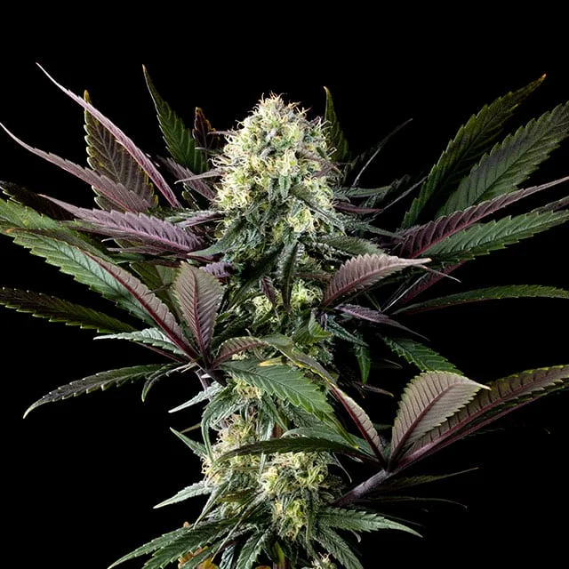 Apple Fritter Bioboost van Kannabia Seed Company
