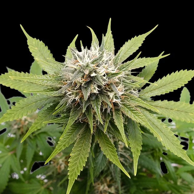 Silver Widow van Kannabia Seed Company