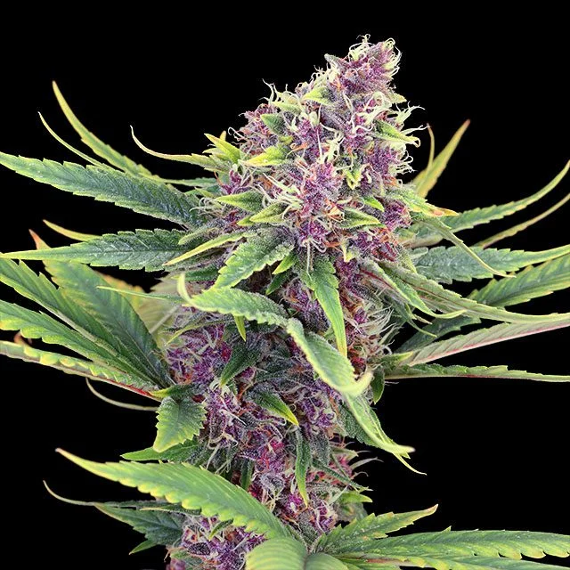 Purple Kush van Kannabia Seed Company