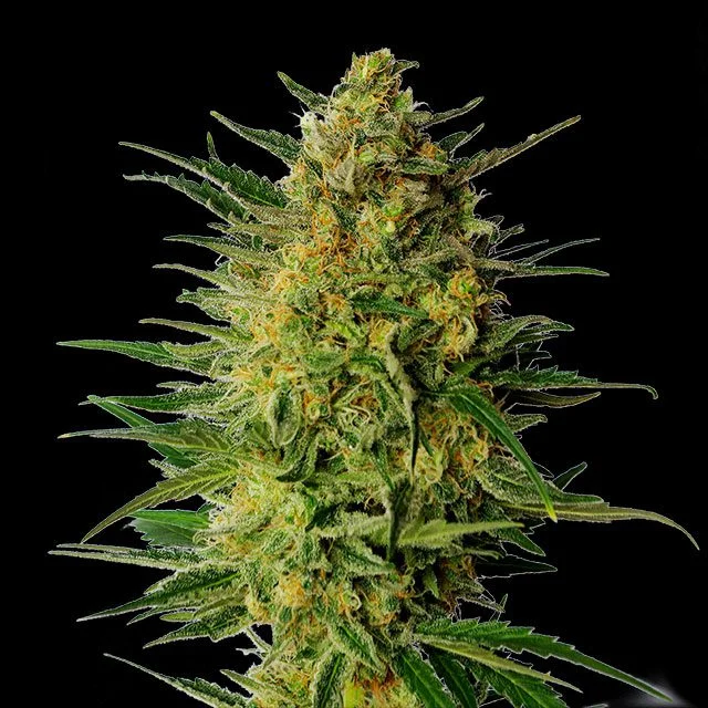 Super AK van Kannabia Seed Company