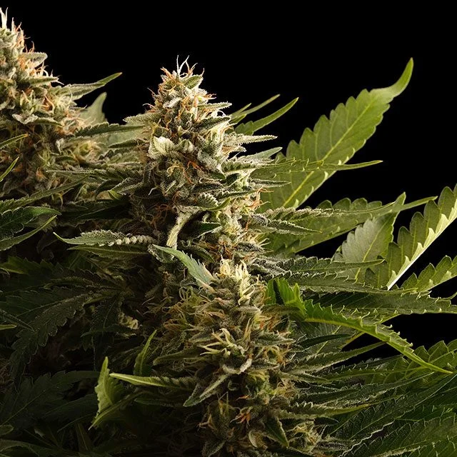 Colombian Jack van Kannabia Seed Company
