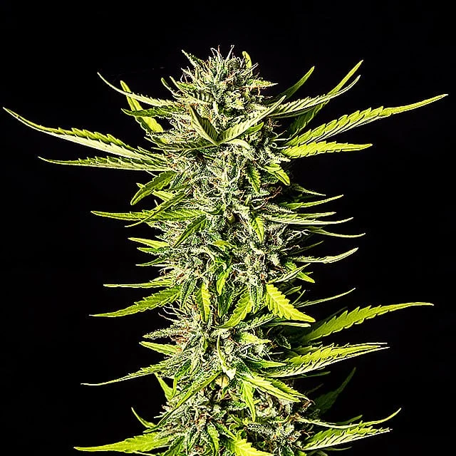 Strawberry Haze van Kannabia Seed Company