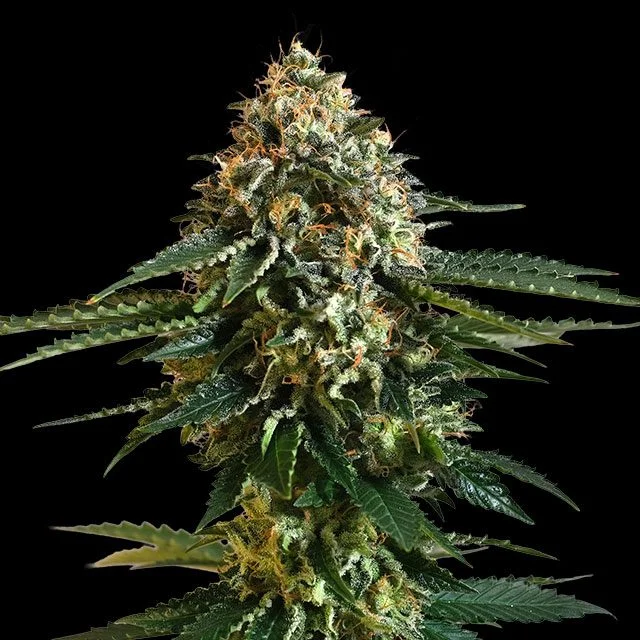THCV van Kannabia Seed Company