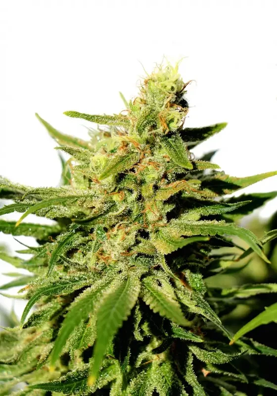 BCN Diesel CBD van Kannabia Seed Company