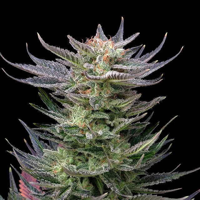 Purple Dream van Kannabia Seed Company