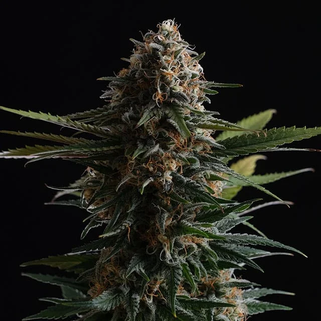 Candy Cream Go Fast van Kannabia Seed Company