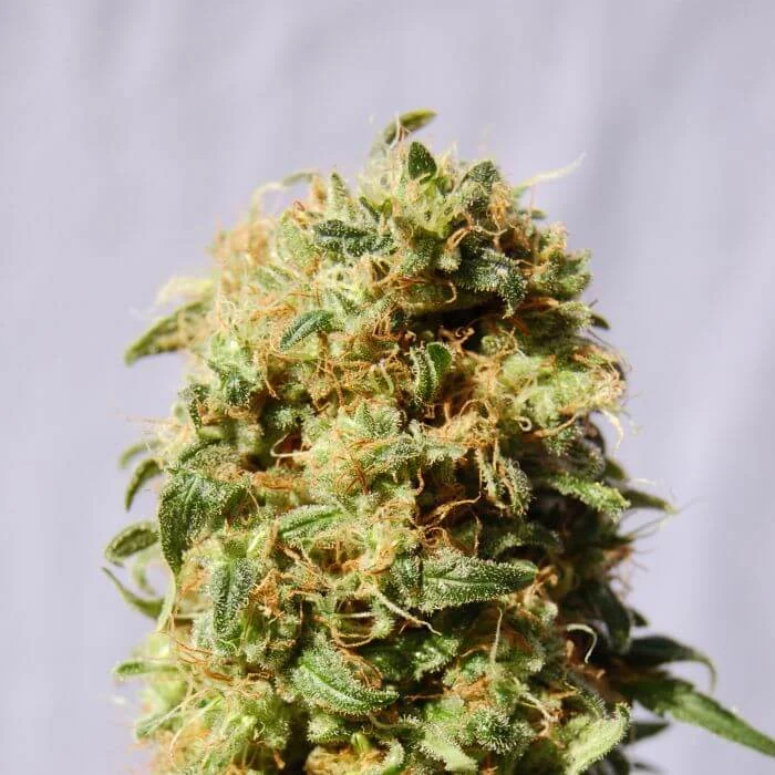 Kaboom AKA La Reina de Africa van Kannabia Seed Company