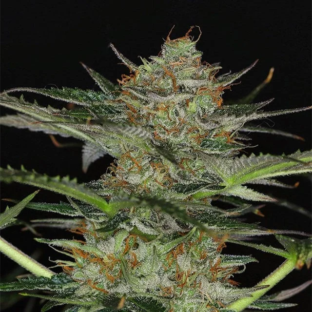 Dream Sherbet van Kannabia Seed Company