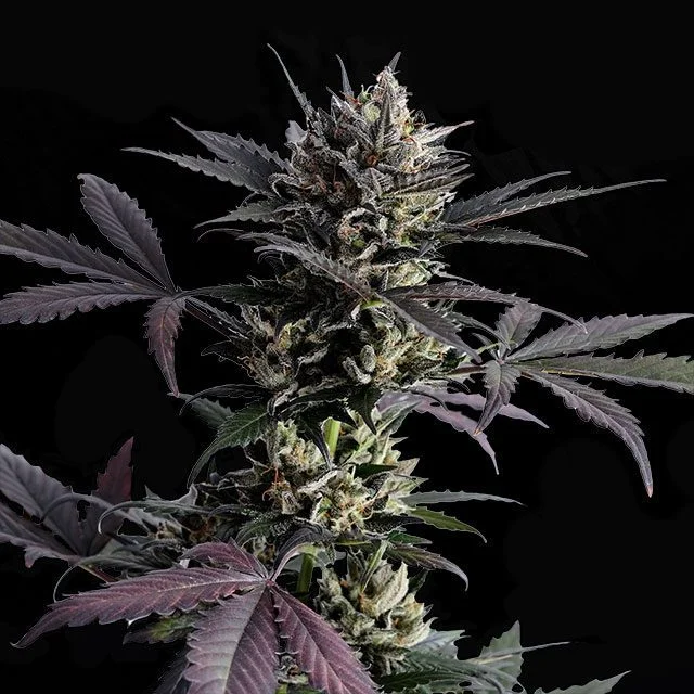 Lemon Haze van Kannabia Seed Company