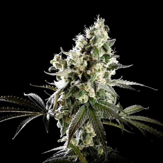 Amnesia Haze Go Fast van Kannabia Seed Company