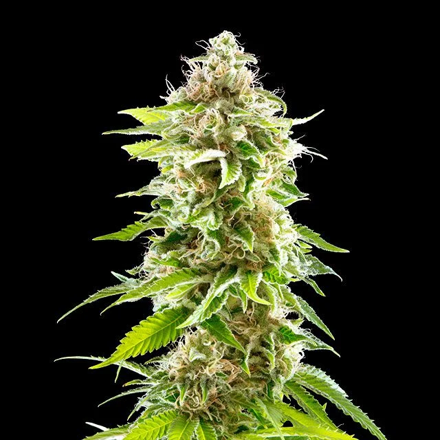 Cookies Haze van Kannabia Seed Company