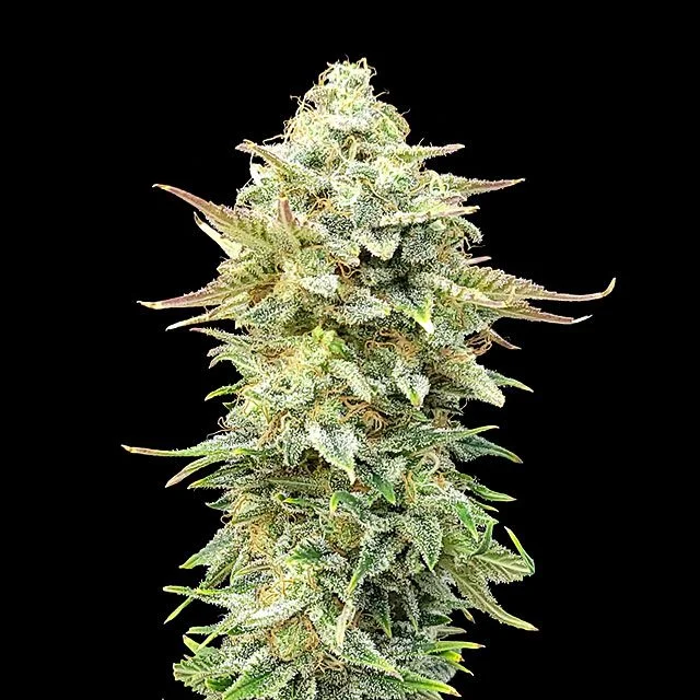 Pineapple Dream van Kannabia Seed Company