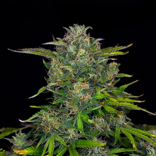 Zkittlez van Kannabia Seed Company
