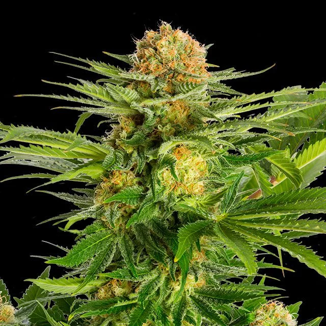 White Domina van Kannabia Seed Company