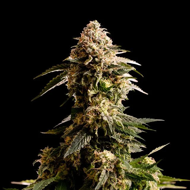 Kiss van Kannabia Seed Company