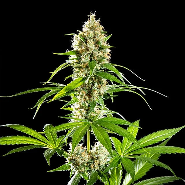Sunset Sherbet van Kannabia Seed Company