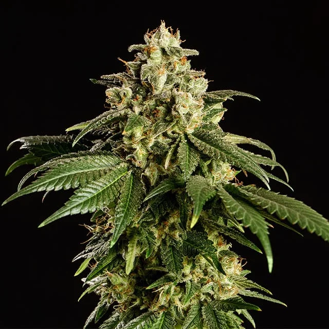Dream Sherbet van Kannabia Seed Company