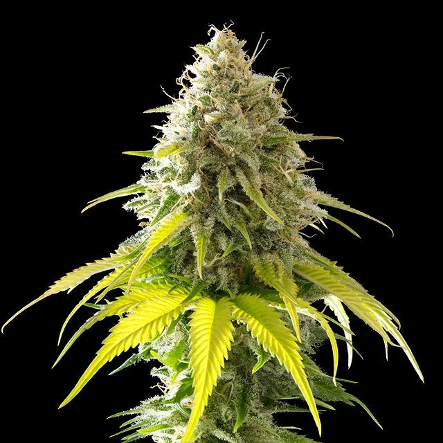Mataro Blue van Kannabia Seed Company