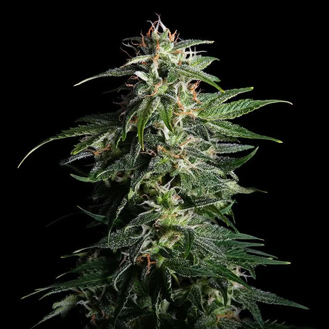 Swiss Dream CBD van Kannabia Seed Company