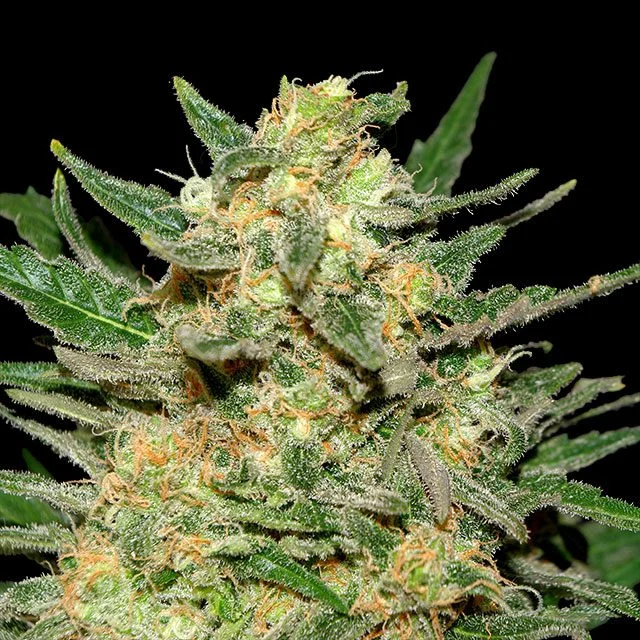 Thai Fantasy van Kannabia Seed Company