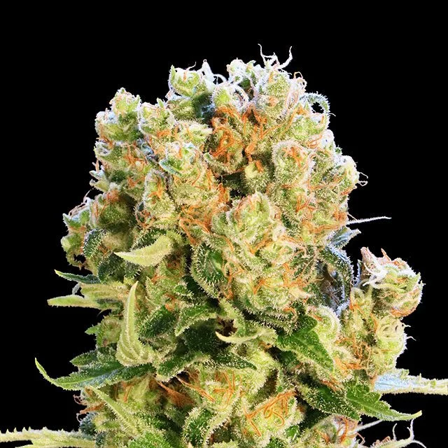 Diesel Glue van Kannabia Seed Company