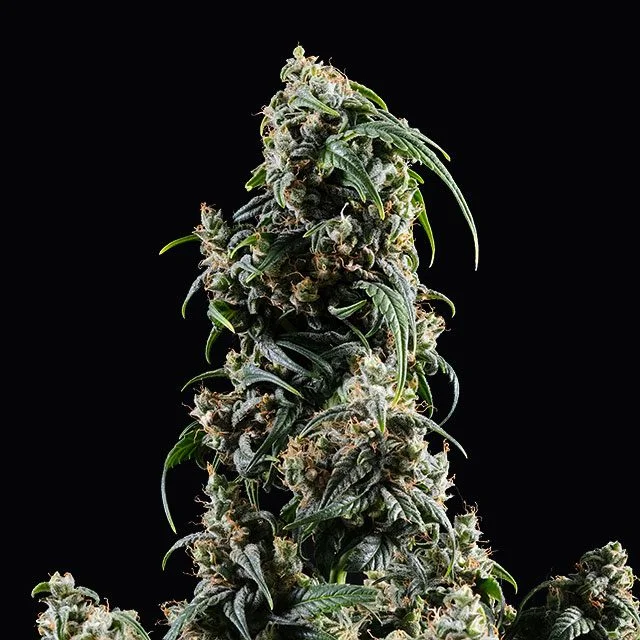 CBDV van Kannabia Seed Company