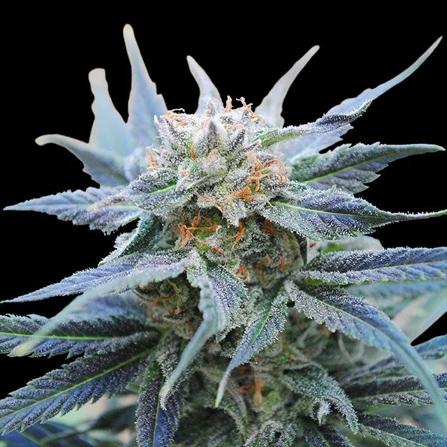 Skunk+ van Kannabia Seed Company