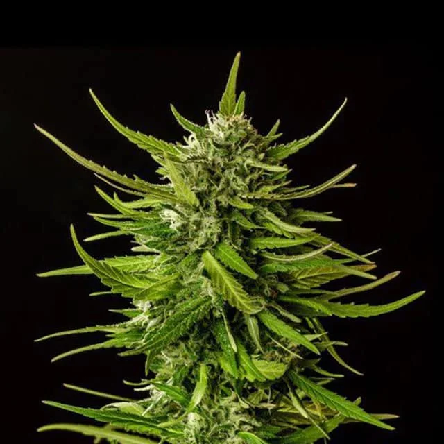Dosidos van Kannabia Seed Company