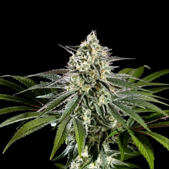 Mexican Sativa van Kannabia Seed Company