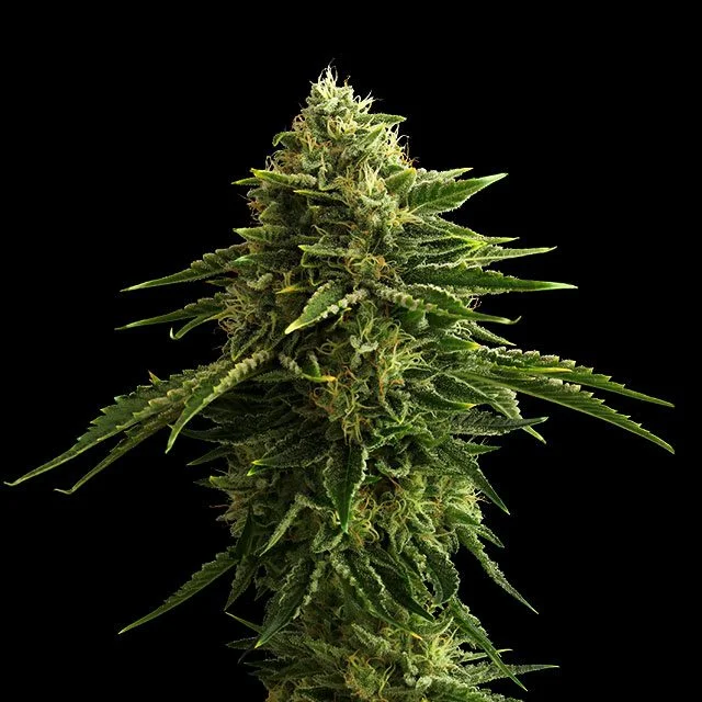 Zkittlez van Kannabia Seed Company