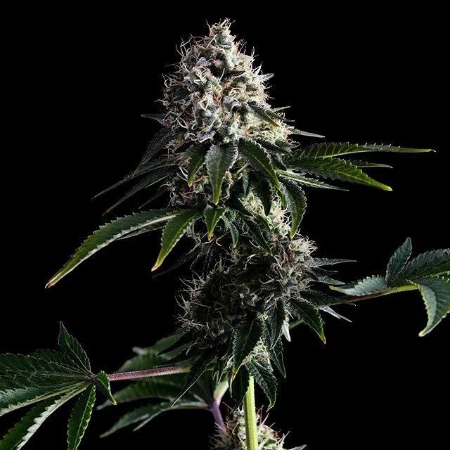 Swiss Dream CBD van Kannabia Seed Company