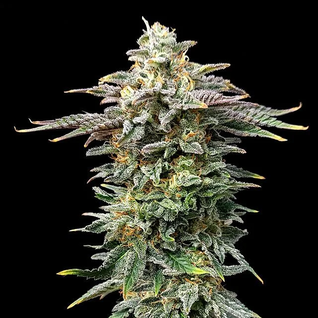 Cherry Dream van Kannabia Seed Company