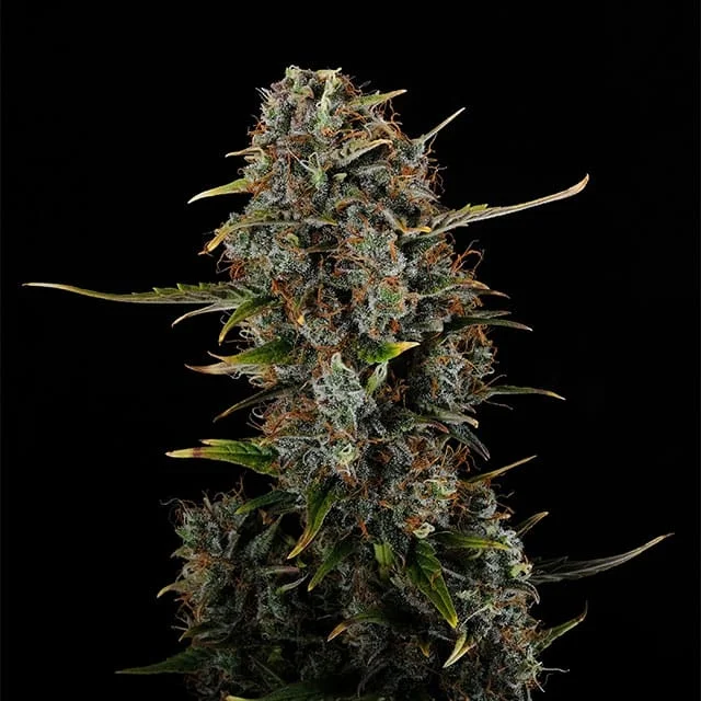 Amnesi-K Haze van Kannabia Seed Company