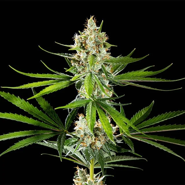 Oreoz USA van Kannabia Seed Company