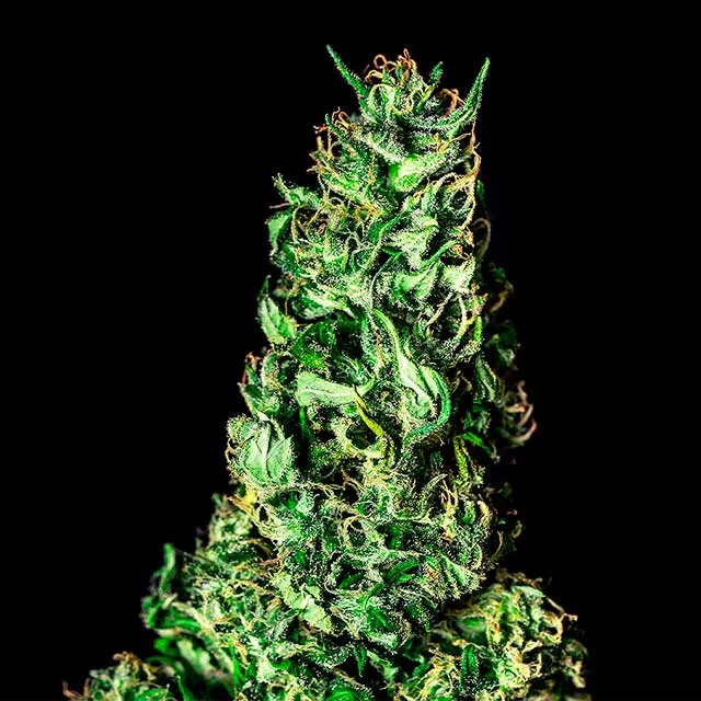 Moby Dick van Kannabia Seed Company