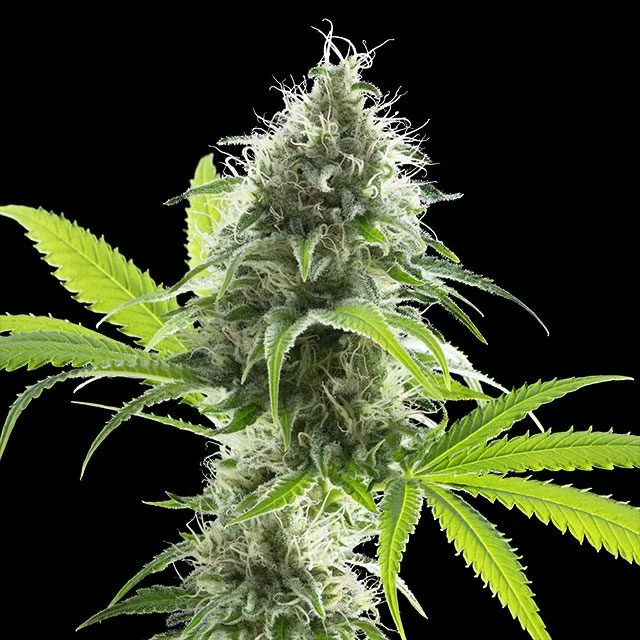 Kama Kush CBD van Kannabia Seed Company