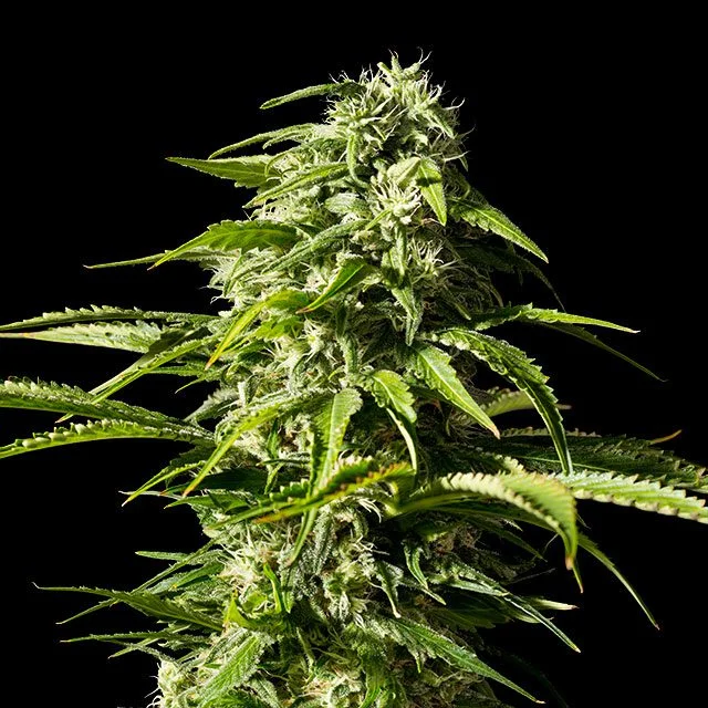 Big Bull van Kannabia Seed Company