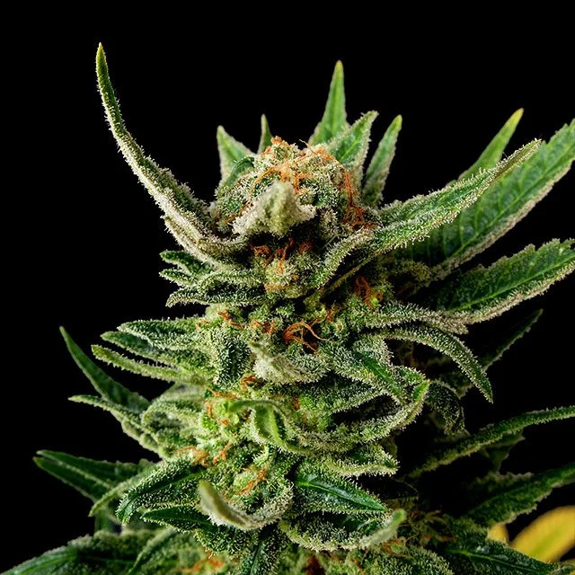 Gypsy Kush van Kannabia Seed Company